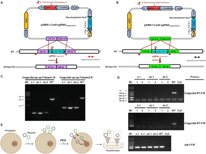 PEG-mediated co-transformation enables one-step multiplexed gene knockout in Cordyceps militaris . A: Schematic overview of the CRISPR/Cas9 strategy used for Cmgcn5a gene knockout; B: Schematic overview of the CRISPR/Cas9 strategy used for Cmgcn5b gene knockout; The left and right arms were donor te