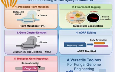 基于CRISPR/Cas9的蛹虫草细胞工厂精准基因组工程平台