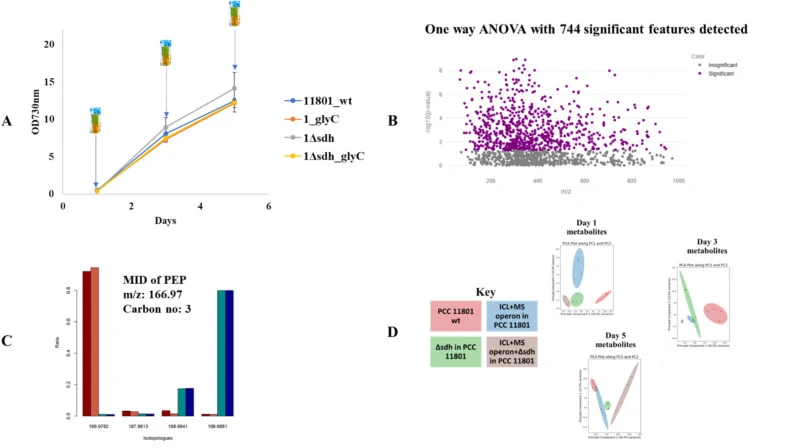 Detailed overview of intracellular metabolomics analysis workflow. (A) Sampling timeline illustrating time points (Days 1, 3, and 5) for intracellular metabolite extractions during cultivation. (B) One-way ANOVA results, identifying 744 significant features across all strains and time points, highli