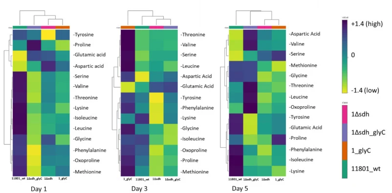 Heatmap illustrating the relative abundance of amino acids detected via GC–MS on Days 1, 3, and 5. Area ratios normalized to internal standards are shown, with hierarchical clustering used to visualize dynamic shifts and metabolic reprogramming across engineered strains and time points. The darker b