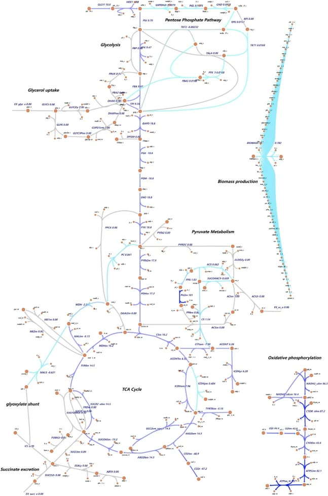Predicted flux distribution of central carbon and energy metabolism network of Y. lipolytica under nitrogen-limited conditions with glucose as the carbon source. Orange circles denote metabolites, blue arrows represent active reactions carrying flux, and grey arrows indicate inactive reactions. Reac