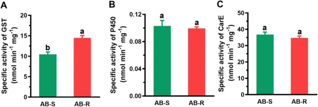 Comparison of the activities of three detoxification enzymes (GST, P450, and CarE) between the abamectin-resistant strain (AB-R) and the susceptible strain (AB-S). The substrates of GST, P450 and CarE are 1-Chloro-2,4-dinitrobenzene, 4-nitroanisole and 1-naphthyl acetate, respectively. Data are pres