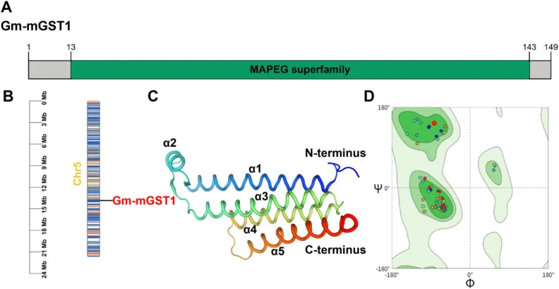 Structural and genomic analysis of Gm-mGST1 in G. molesta. (A) Conserved domain architecture. (B) Genomic localization of Gm-mGST1. (C) Predicted three-dimensional (3D) protein structure. (D) Ramachandran plot showing distribution of residues in the predicted structure.