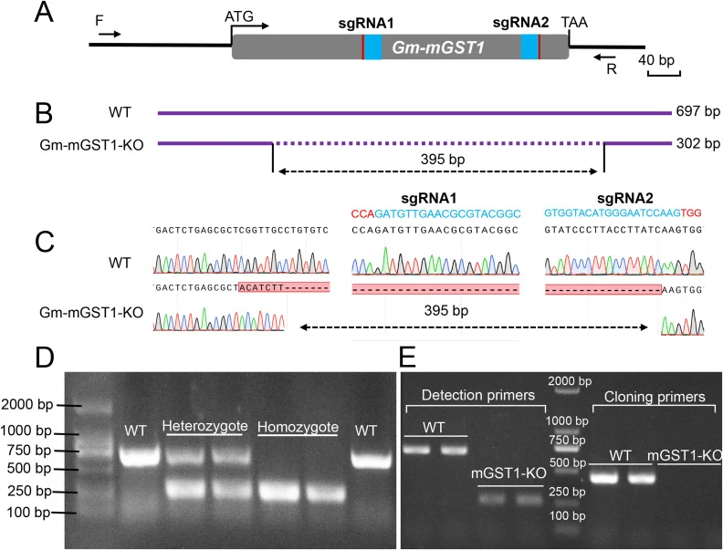 CRISPR/Cas9-induced mutations in the Gm-mGST1 gene of G. molesta. (A) Schematic representation of sgRNA target sites. The black line indicates the genomic locus of Gm-mGST1, the gray box represents the single exon, light blue boxes mark sgRNA target sequences, and red boxes denote protospacer adjace