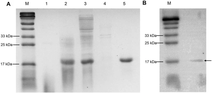 SDS-PAGE and Western blot analysis of recombinant Gm-mGST1. (A) SDS-PAGE of Gm-mGST1. (B) Western blot of Gm-mGST1. M: protein marker. Lane 1: expressed pET-30a(+)/Gm-mGST1 without IPTG induction; Lane 2: expressed pET-30a(+)/Gm-mGST1 induced with IPTG; Lane 3: supernatant of induced pET-30a(+)/Gm-m
