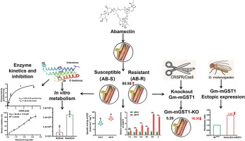 CRISPR/Cas9-based evidence that overexpression of Gm-mGST1 m