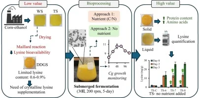 Lysine enrichment of ethanol industry co-products (thin stil