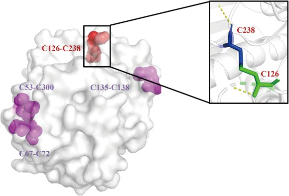 Evaluation of all disulfide bonds in the disulfide bond mutant A126C-P238C. C53-C300, C67-C72 and C135-C138 (purple) are naturally occurring disulfide bonds in the LIPR. A126C-P238C (red) is a mutation-generated disulfide bond. Yellow dashed lines, hydrogen bonds. (For interpretation of the referenc