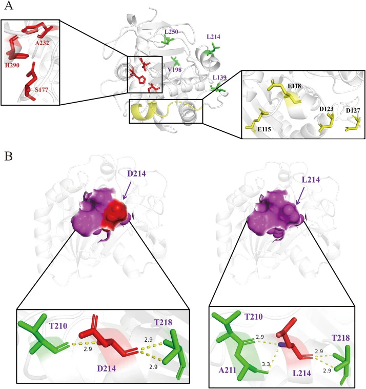 Visual analysis of amino acid site mutations in LIPR. (A) Four amino acid site mutations in LIPR. The catalytic triad (S177-H290-A232) were shown in red; the lid structure (E115, E118, D123, and D127) were shown in yellow; the four amino acid site mutations (L139, V198, L214, and L250) were shown in