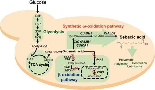 Overall scheme of de novo SA production in engineered Saccharomyces cerevisiae. Red slashes indicate gene deletions. G6P, glucose-6-phosphate; G3P, glycerol-3-phosphate; PYR, pyruvate; OAA, oxaloacetate; NADPH, reduced nicotinamide adenine dinucleotide phosphate; 10-HDA, 10-hydroxydecanoic acid; 10-