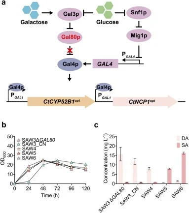 GAL1 promoter regulation and GAL80 deletion improve strain performance. (a) Schematic of GAL1 promoter activation after GAL80 deletion under glucose-depletion conditions, GAL80 deletion is shown in red. (b) Growth curves of intermediate strains expressing CtCYP52B1opt and CtNCP1opt under ADH1 or GAL