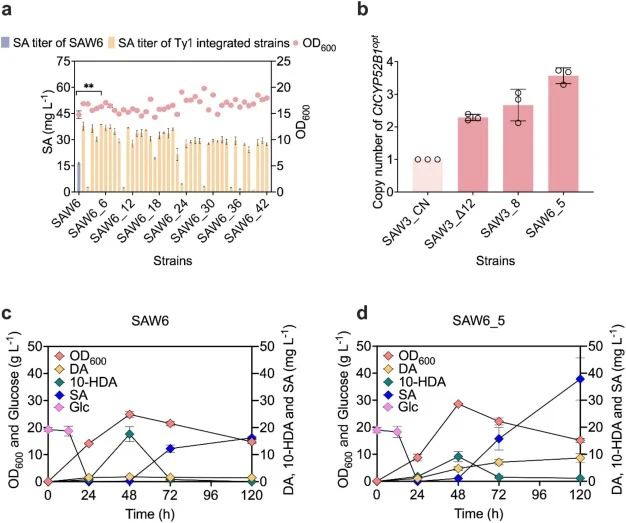 Combined multicopy integration and GAL1 promoter regulation enhance SA production. (a) SA titers of Ty1-based multicopy transformants constructed in SAW3ΔGAL80. (b) qPCR quantification of CtCYP52B1opt copy numbers in representative strains. Batch fermentation profiles of engineered strains. (c) Time