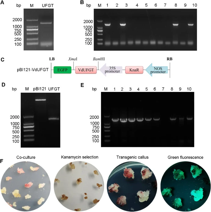 Construction of the UFGT-GFP fusion vector and its transformation into grape cells. (A) PCR amplification of VdUFGT gene from V. davidii. (B) Colony PCR verification of VdUFGT gene. (C) Structure diagram of pBI121-VdUFGT-GFP fusion vector. (D) Linearization of the pBI121 vector, and VdUFGT gene feat