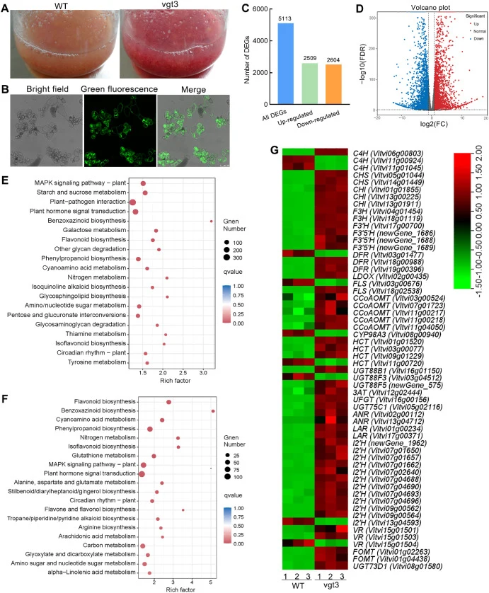 Transcriptomic analysis and differential gene expression involved in flavonoid biosynthesis. (A) The growth states of WT and vgt3 cell lines. (B) Fluorescence signals observation of vgt3 cell line under a confocal microscope. (C–D) Transcriptomic statistics and volcano plot. (E–F) KEGG analysis reve