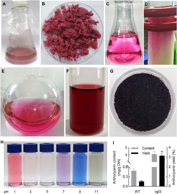 Plant cell factory for anthocyanin production. (A–G) Production process of anthocyanins: cell culture, cell collection, anthocyanin extraction, product purification, liquid concentration, vacuum freeze-drying to obtain powder. (H) Anthocyanin solution exhibited various chromogenic effects at differe