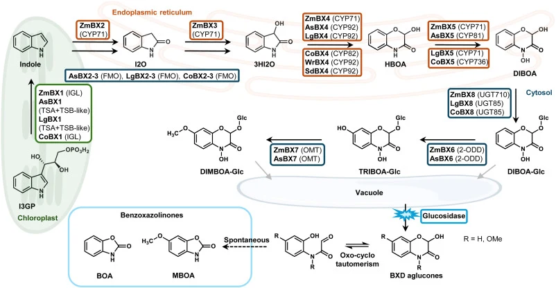 The biosynthesis of benzoxazinoids and benzoxazolinones and its localization in the plant cell. All BX enzymes already characterized and described in the literature are shown. Enzyme names are reported in bold (BX) preceded by an abbreviation of the species. Zm, Zea mays; As, Aphelandra squarrosa; L