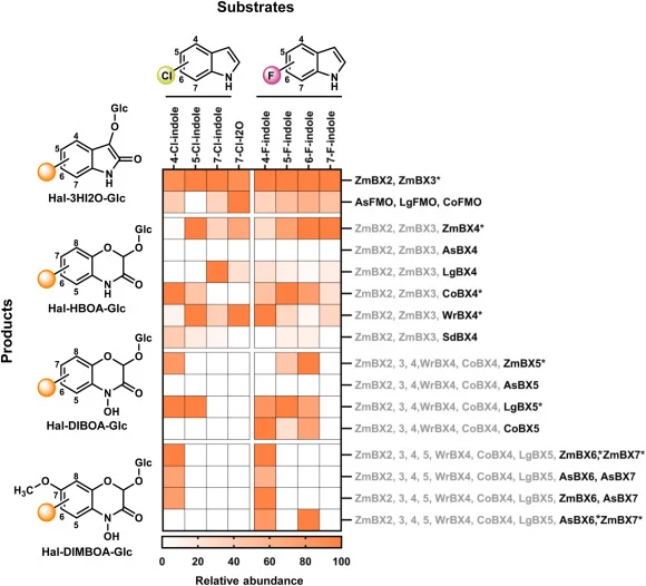 Heatmap comparing the substrate specificity of BX enzymes on several halogenated indole derivatives and pathway intermediates. Bx genes were transiently expressed in Nicotiana benthamiana, halogenated indole isomers were infiltrated as substrate, and accumulation of halogenated BXDs was measured thr