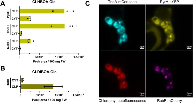 De novo production of chlorinated HBOA-Glc and DIBOA-Glc in Nicotiana benthamiana co-expressing Bx genes and the biosynthetic module for chlorinated indole isomers. De novo production of HBOA-Glc (A) and DIBOA-Glc (B) upon co-expression of the Bx gene set consisting of ZmBx2, ZmBx3, ZmBx4, CoBx4, Wr