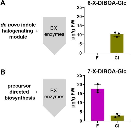 Comparison of de novo biosynthesis and precursor-mediated biosynthesis of halogenated DIBOA-Glc. Production of halogenated DIBOA-Glc upon co-expression of the Bx gene set consisting of ZmBx2, ZmBx3, ZmBx4, CoBx4, WrBx4, ZmBx5, LgBx5, ZmBx8, and LgBx8 with the biosynthetic module for chlorinated indo