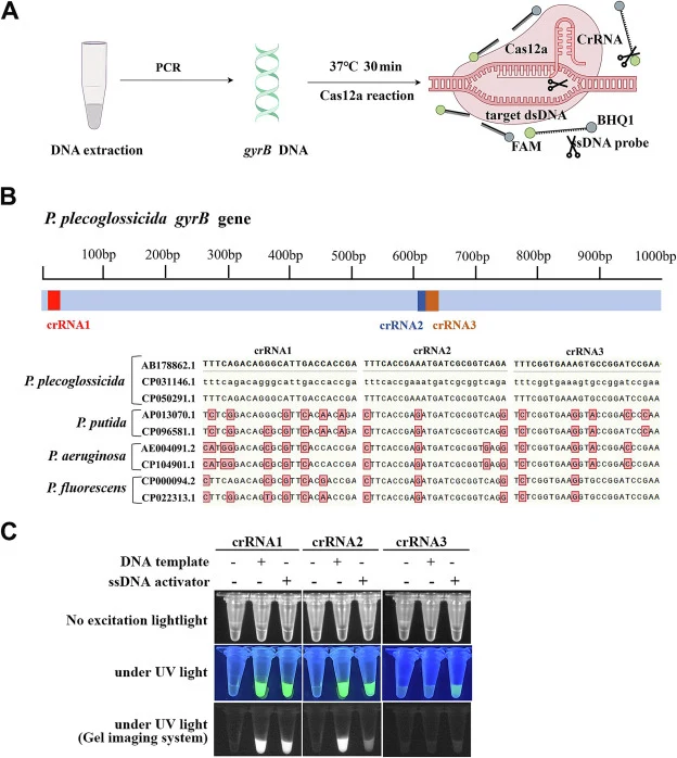 用于CRISPR/Cas12a反应的最佳crRNA设计与筛选。(A) CRISPR/Cas12a检测机制示意图。扩增gyrB基因,并设计靶向gyrB基因的crRNA。当Cas12a在特异性crRNA引导下与gyrB双链DNA(dsDNA)结合时,