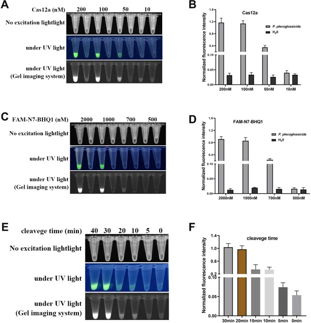 CRISPR/Cas12a反应条件的优化。通过PCR扩增gyrB基因,并进行CRISPR/Cas12a反应以优化Cas12a蛋白浓度(A,B)、FAM-N7-BHQ1 ssDNA报告分子浓度(C,D)以及Cas12a切割时间(E,F)。荧光信号可视化。