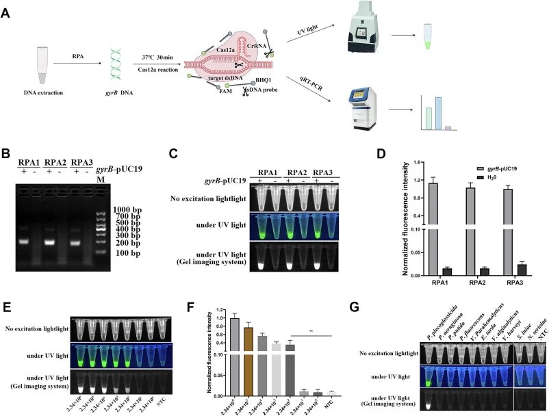 Establishing the RPA-CRISPR/Cas12a-based assay. (A) Schematic illustration of the RPA-CRISPR/Cas12a reaction. The gyrB gene is initially amplified using the RPA reaction, and the amplicons are detected by the CRISPR/Cas12a assay. The results are visualized under UV light using a gel imaging analysis