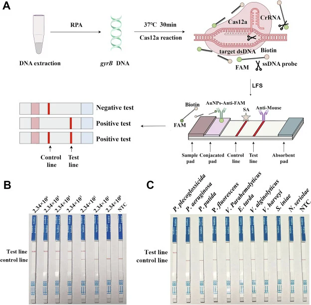 Establishing the RPA-CRISPR/Cas12a-LFS assay. (A) Schematic illustration of the RPA-CRISPR/Cas12a-LFS reaction. The gyrB gene is amplified using the RPA reaction, and the resulting amplicon is detected by the CRISPR/Cas12a assay, with results visualized on a lateral flow strip (LFS) analysis. When t