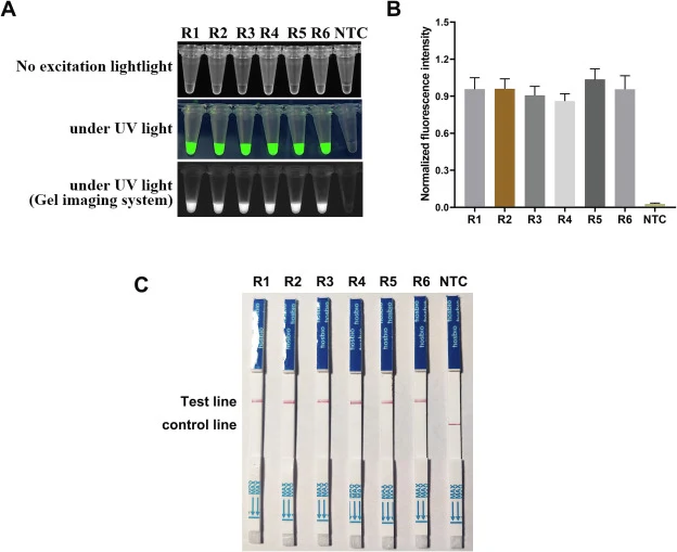 RPA-CRISPR/Cas12a-LFS检测法的可重复性。对P. plecoglossicida检测系统进行可重复性验证,样品检测6次。使用阳性DNA模板扩增gyrB基因,所得扩增子通过CRISPR/Cas12a检测。荧光信号