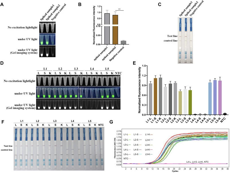 CRISPR/Cas12a平台检测大黄鱼源舒氏气单胞菌的实用性分析。通过RPA-CRISPR/Cas12a反应检测加标样本(A)和临床样本(D)。监测加标样本(B)和临床样本(E)中RPA-CRISPR/Cas12a反应的荧光变化。