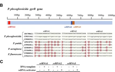 基于RPA-CRISPR/Cas12a的大黄鱼致病菌快速可视化检测