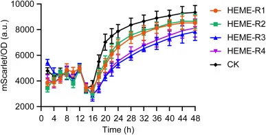 The design of heme biosensors using heme-responsive promoters and the CRISPR/dCas9 technique. HEME-R1, P 2-1_0235 -dCas9-P HTX1 -gRNA1 mScarlet -P GAP -mScarlet; HEME-R2, P 3_0516 -dCas9-P HTX1 -gRNA1 mScarlet -P GAP -mScarlet; HEME-R3, P 2-1_0235 -dCas9-P HTX1 -gRNA2 mScarlet -P GAP -mScarlet; HEME