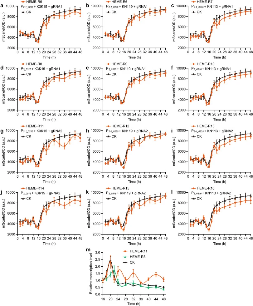 The modified heme biosensors using heme-responsive promoters, N-degrons, and the CRISPR/dCas9 technique. (a)∼(l) indicate the comparison of various engineered strains (HEME-R5∼HEME-R16) that contain the heme biosensor (PHeme-Ubi4N76–N-degron-dCas9-P HTX1 -gRNA mScarlet -P GAP -mScarlet) with the con
