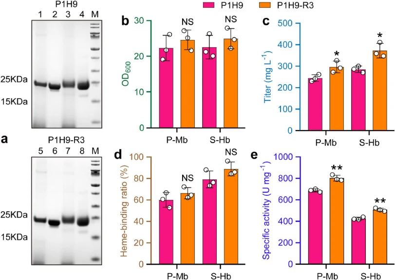 The synthesis of P-Mb and S-Hb in the P1H9 and P1H9-R3 strains. (a) SDS-PAGE analysis of the expression levels of P-Mb and S-Hb in the P1H9 and P1H9-R3 strains. Lane 1–2: the fermentation supernatant and purified samples of the P1H9-(P-Mb) strain at 48 h. Lane 3–4: the fermentation supernatant and p