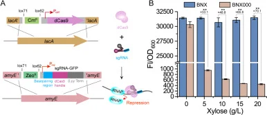 Repression of GFP reporter with CRISPRi. (A) Schematic of the two cassettes used to implement CRISPRi in B. subtilis and its mechanism. (B) Relative fluorescence intensity in strains BNX and BNX000 under various concentrations of inducer xylose. Numbers above each bar report the fluorescence folds c
