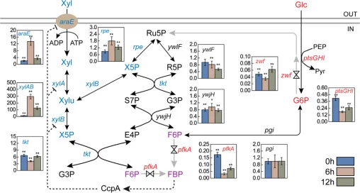 RT-qPCR analysis of key genes in glucose and xylose metabolism. Each graph represents the relative normalized expression of the gene in strains BNX122 with xylose added at 0 h, 3 h, and 6 h after inoculation. All data were the average of three independent studies with standard deviations. The ** and
