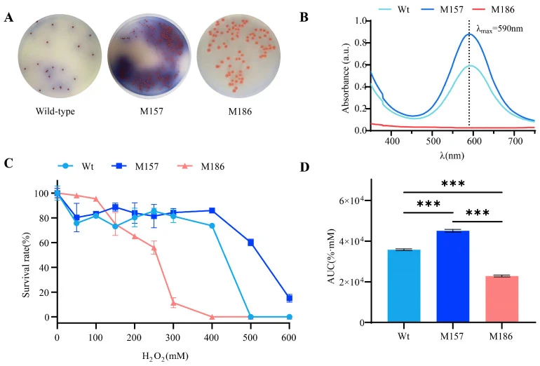 蓝色色素生产与A. antioxidans QL17及其重离子诱导突变体的氧化应激耐受性正相关。(A)野生型菌株(Wild-type)、色素过量生产突变体M157和色素缺陷突变体M186在R₂A琼脂平板上的色素表型。(B)野生型(Wt,青色)、M157(蓝色)和M186(红色)发酵液的UV-Vis吸收光谱(350–750 nm)。(C)野生型、M157和M186在递增浓度H₂O₂(0–600 mM)下的存活率。数据表示为三次独立生物重复的平均值±SD。