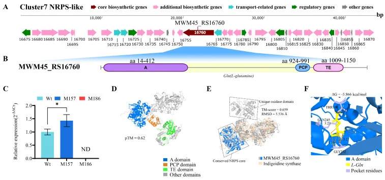 Genome mining and structural characterization identify MWM45_RS16760 as a core NRPS-like indigoidine synthetase whose expression correlates with the blue pigment phenotype. ( A ) Genomic organization of the Cluster 7 NRPS-like biosynthetic gene cluster identified in A. antioxidans QL17. Genes are co