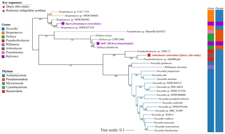 Maximum-likelihood phylogenetic analysis of the adenylation (A) domain places MWM45_RS16760 within a distinct actinomycete-associated indigoidine-like NRPS clade. A maximum-likelihood phylogenetic tree was reconstructed from the A domain sequences of MWM45_RS16760 ( A. antioxidans QL17) and bacteria