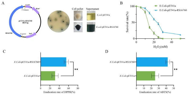 Heterologous expression of MWM45_RS16760 in E. coli reconstitutes blue pigment biosynthesis and confers enhanced H 2 O 2 tolerance and free-radical scavenging activity. ( A ) Schematic map of the recombinant expression plasmid pET41a-RS16760 (8815 bp; left), the corresponding kanamycin-resistant tra