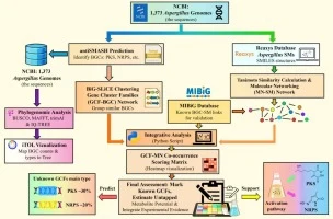 Establishing links between biosynthetic gene clusters in fun