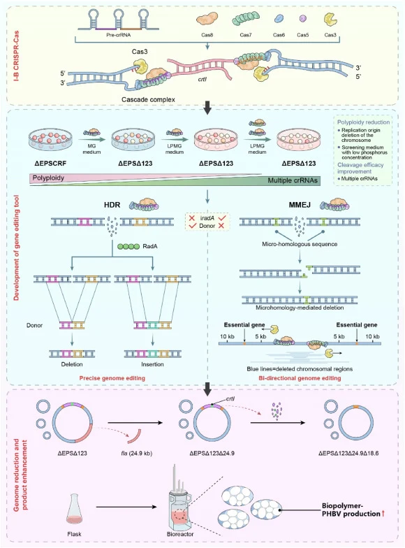 Schematic illustration of developing the CRISPR-Cas genome editing tool and its application for enhancing PHBV production in H. mediterranei. Upper: a simple working model of the endogenous type I–B CRISPR-Cas in H. mediterranei. Middle: development of a gene editing tool by targeting crtI. With the