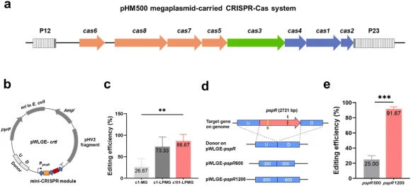 Harnessing the endogenous type I–B CRISPR-Cas for crtI and pspR gene knockout in H. mediterranei DF50ΔEPSΔ123. (a) Genomic organization of the type I–B CRISPR-Cas gene cluster in H. mediterranei. (b) The plasmid pWLGE-crtI used for the crtI knockout. Blue diamonds indicate the repeat sequences, oran