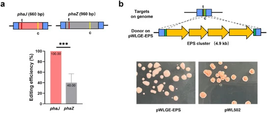 Simultaneous deletion of two genes and in situ complementation of the EPS gene cluster using the CRISPR-Cas system in H. mediterranei DF50ΔEPSΔ123. (a) The design of CRISPR-based deletion of phaJ and phaZ. (b) Knockout efficiency for simultaneous deletion of phaJ and phaZ. Data are shown for three b