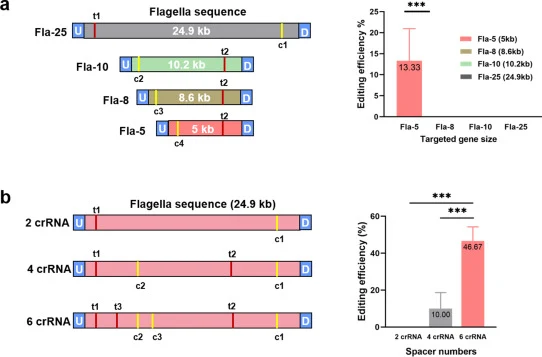Large DNA fragment deletion using multiple crRNAs in H. mediterranei DF50ΔEPSΔ123. (a) Deletion efficiency of the flagellar gene cluster with varying fragment lengths using two crRNA. “X” in “Fla-X″ indicates the length (kb) of DNA fragments targeted for deletion. (b) Deletion efficiency of the enti