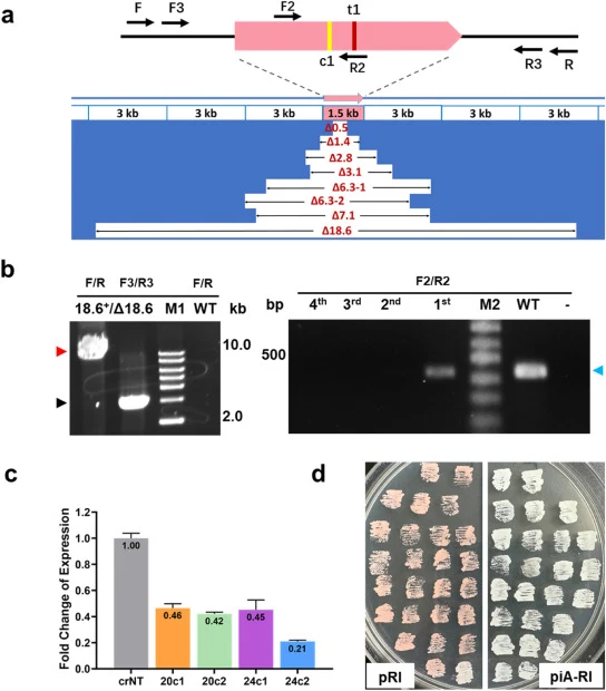 Spontaneous bi-directional deletion of non-essential genes based on the CRISPR-Cas system without donor DNA in H. mediterranei DF50ΔEPSΔ123. (a) Schematic representation of deletion lengths generated by bidirectional deletion from the crtI target sites. The recovered deletions ranged from 0.5 kb to
