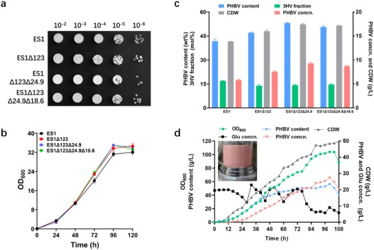 Growth characteristics and PHBV synthesis capabilities of genome-minimized H. mediterranei engineered strains. (a) Growth phenotypes of four strains on MS agar medium. Cell suspensions harvested at 24 h were serially diluted and spotted on MS agar plates. (b) OD600 profiles of strains cultured in MS