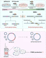 Genome engineering a polyploid archaeon chassis Haloferax me