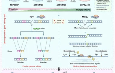 内源I-B型CRISPR-Cas系统