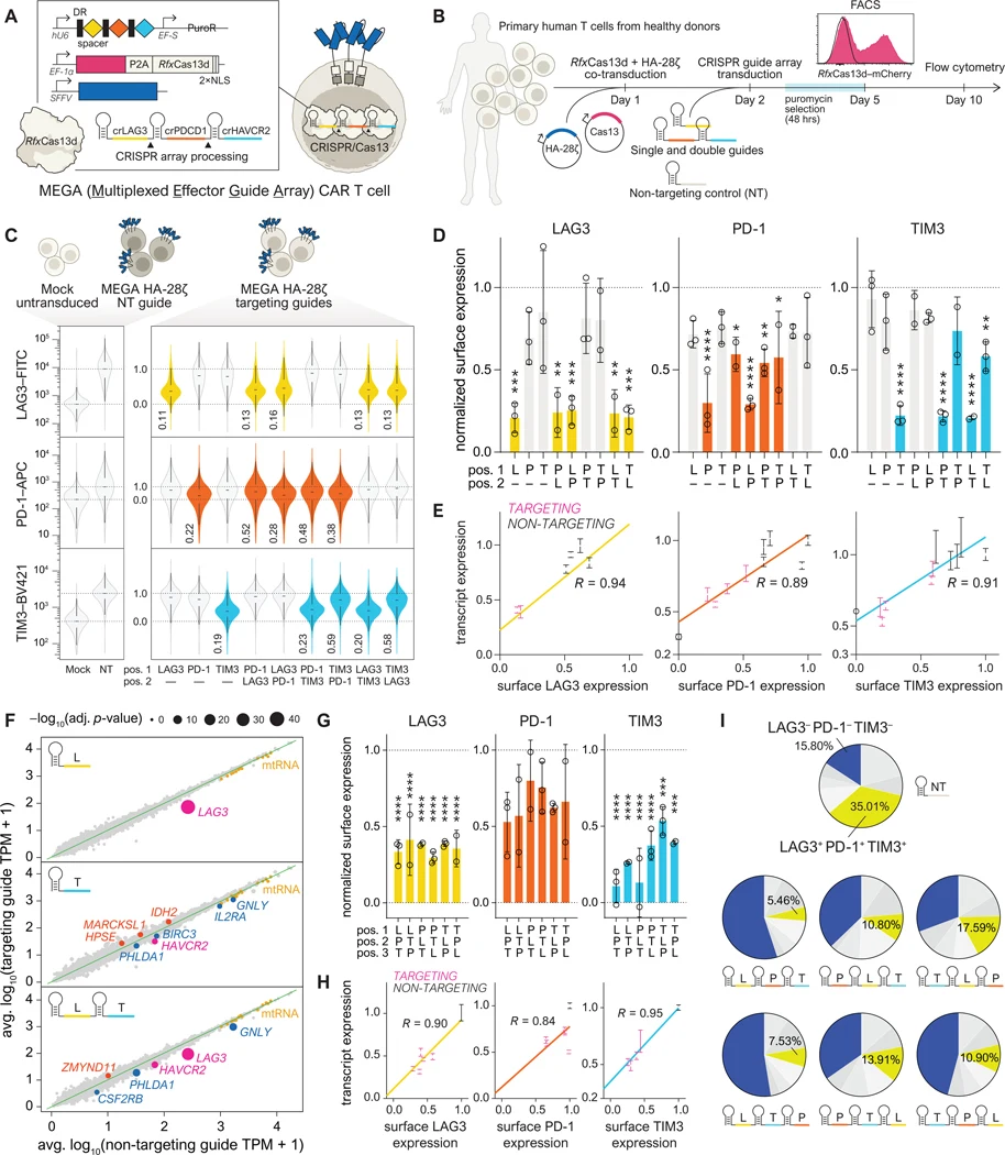 ( A ) Schematic of lentiviral constructs. DR: direct repeat. ( B ) Optimized workflow to generate MEGA CAR T cells. ( C ) Violin and box plots depicting day 10 surface LAG3/PD-1/TIM3 expression for single/double guides from 1 representative donor. Targeting guides are colored (LAG3, yellow; PD-1, re