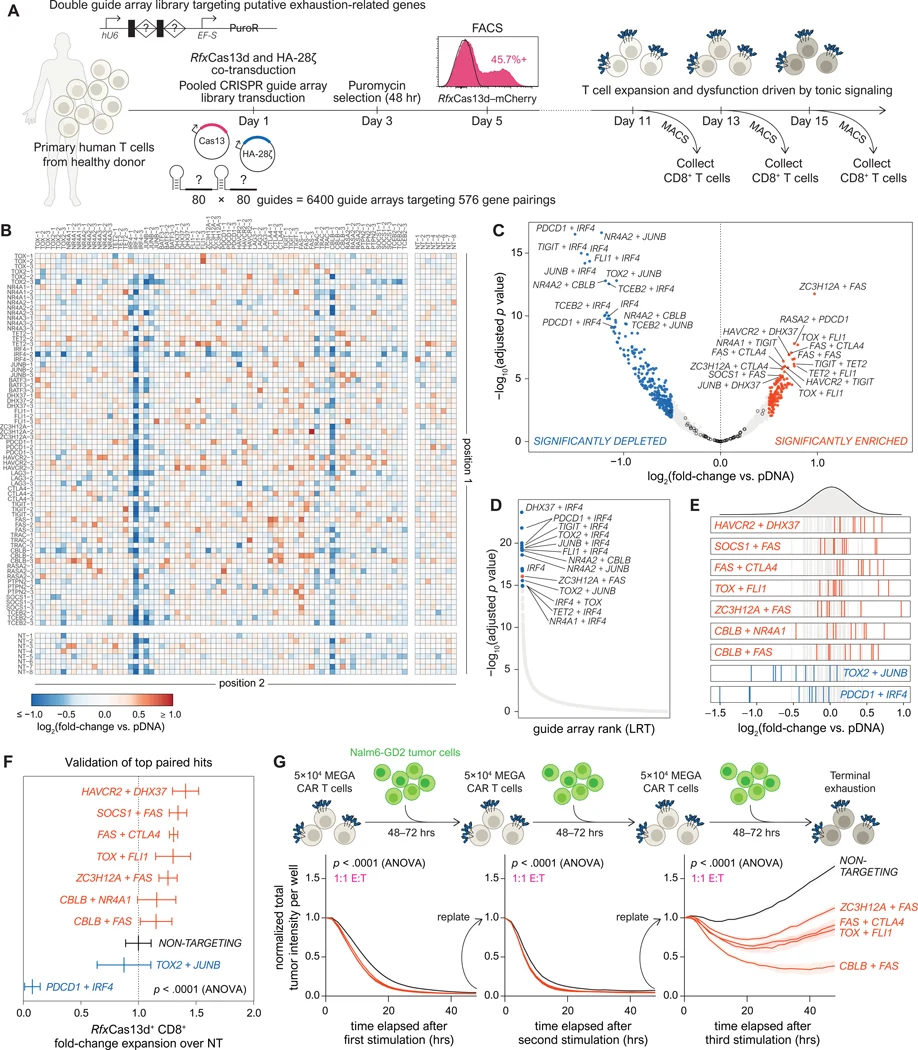 ( A ) Overview of 2D CRISPR screen. ( B ) 2D heatmap of guide array enrichment between early and late timepoints. ( C ) Volcano plot depicting log2 fold-change (l2fc) of guide arrays between early and late timepoints, n =2 replicates. Significantly enriched/depleted arrays (adj. p < .05, |l2fc| &